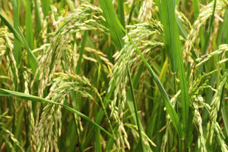Paddy rice adobestock 108118877 e1