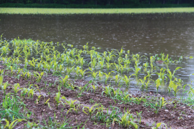 flooded crops