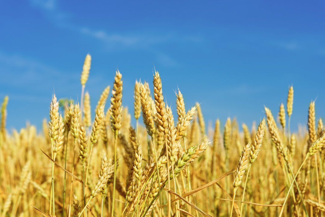 Kazakhstan wheat area continues to decline | 2019-04-25 | World Grain