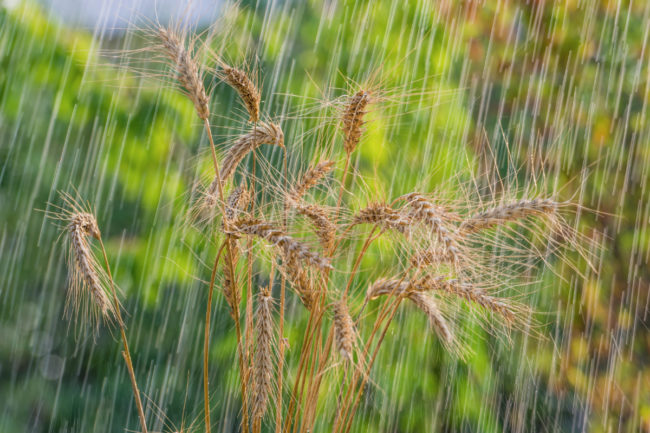 wheat in rain