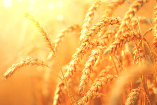 Wheat World Commodities Epub-Ebook