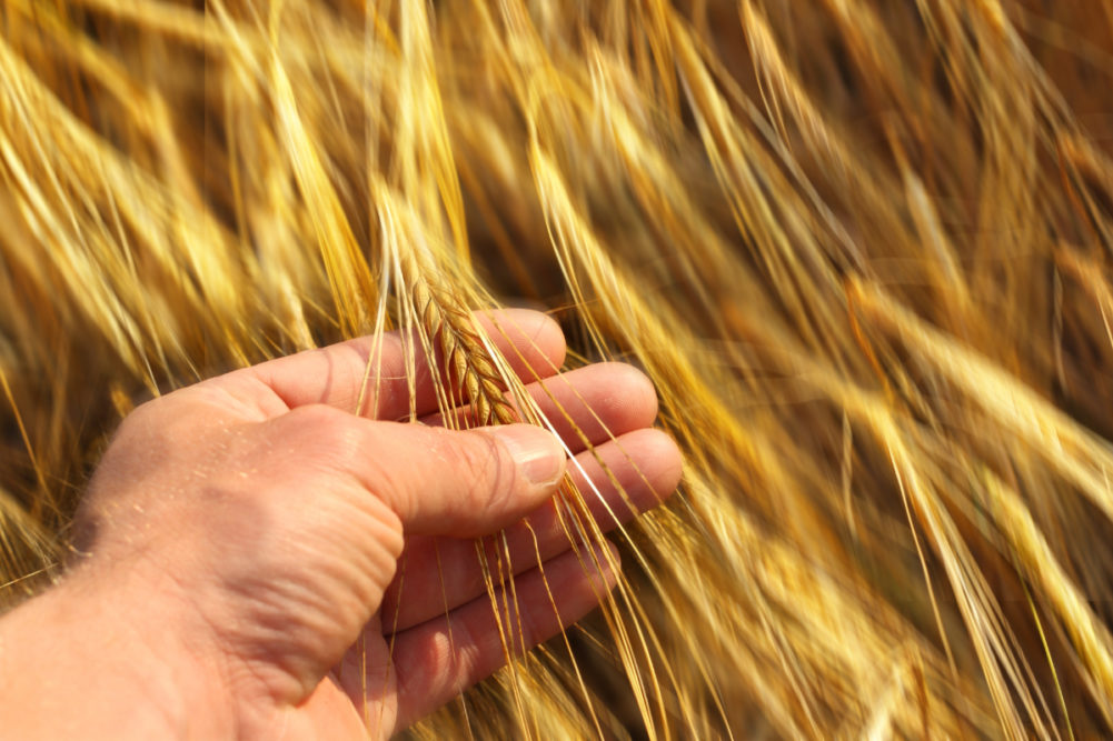 hand holding wheat