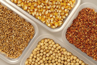 Corn rice wheat soybean adobestock 192641392 e1