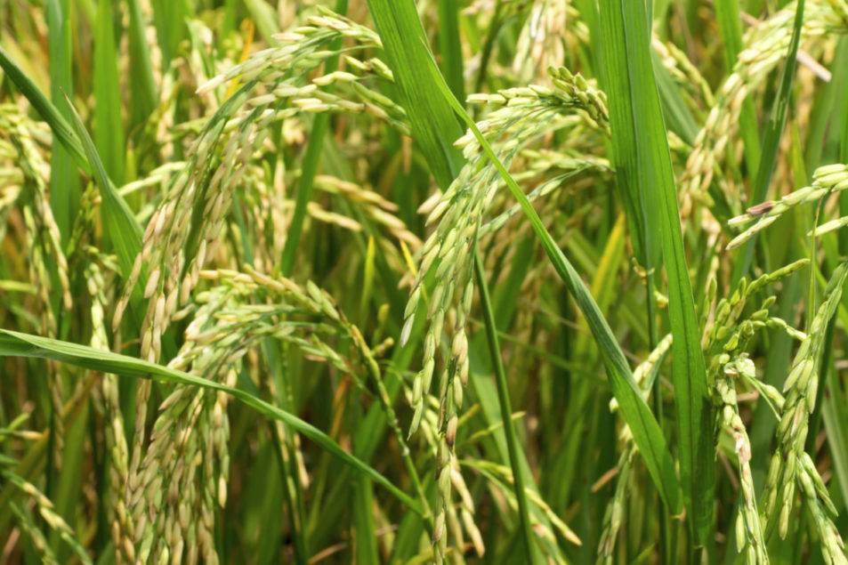 Grain Market Review: Rice | 2019-10-14 | World Grain