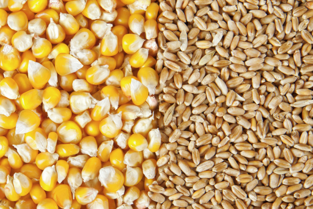 corn wheat