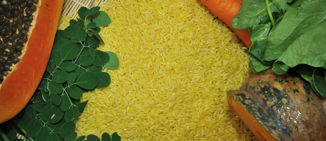 golden rice