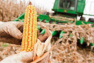 Farmer corn photo adobe stock e