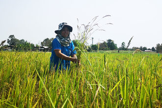 Sustainable rice program rice field photo cred olam
