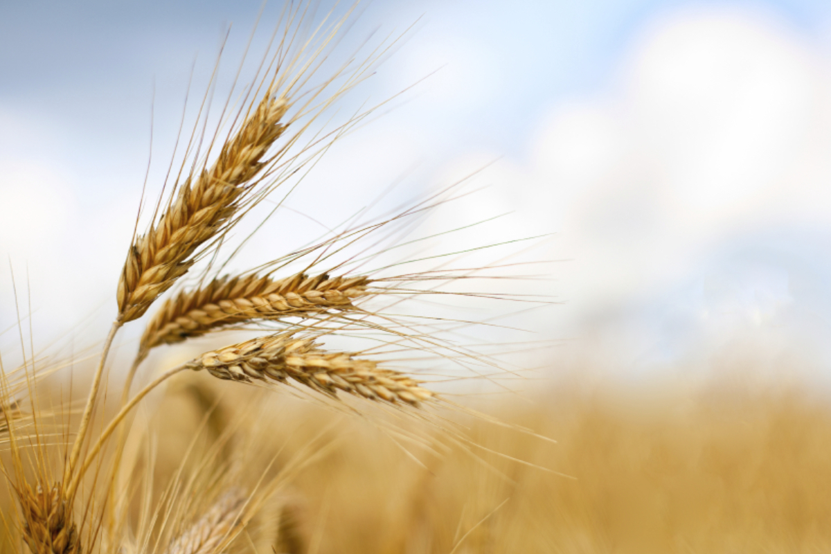 India eyes record wheat crop | 2020-02-19 | World Grain