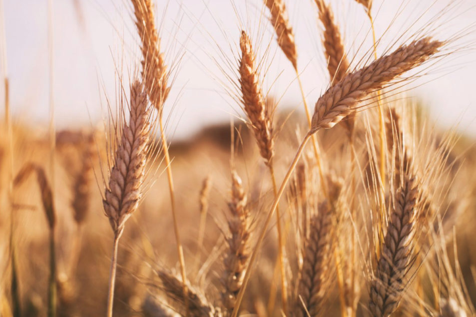 Russia forecast to remain top wheat exporter | 2020-02-21 | World Grain