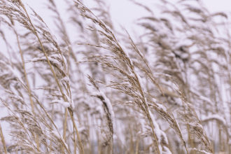 wheat in frost