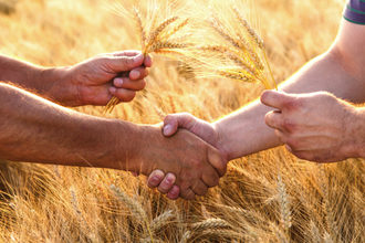 Wheat handshake 2 adobestock 145984303 e