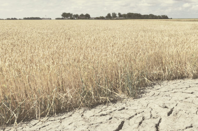 wheat drought