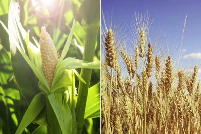 wheat and corn