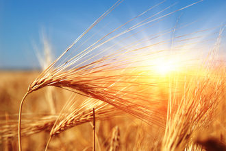 Wheat in sun photo cred adobe stock e