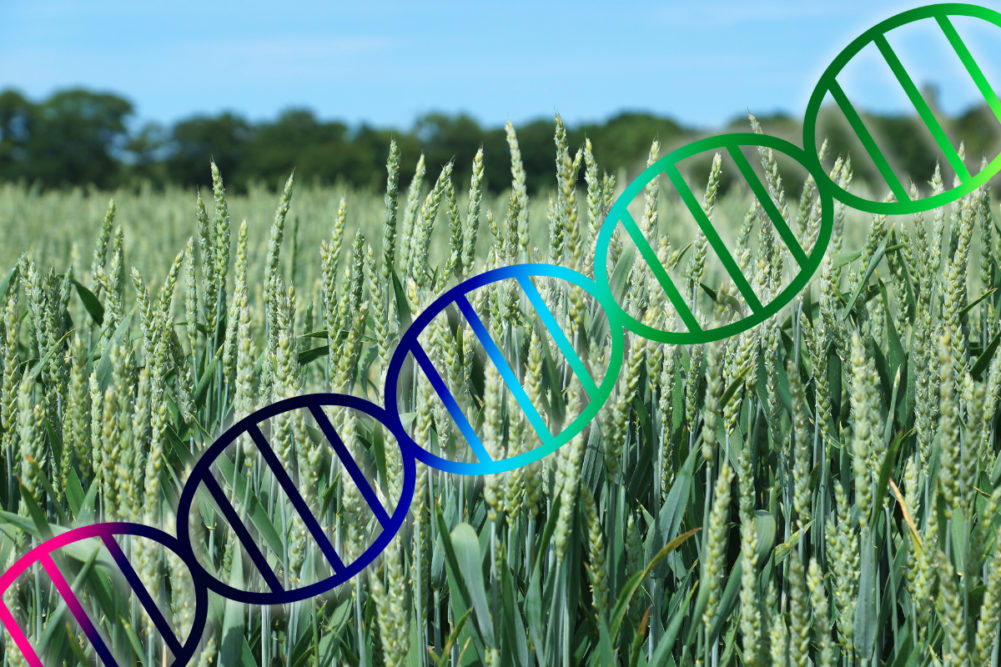 wheat genome sequencing