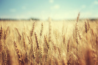 Wheat adobestock 74641866 e