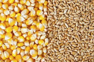 Corn wheat adobestock 51798887 e