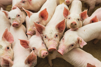 African swine fever infection pace slows pigs e aug