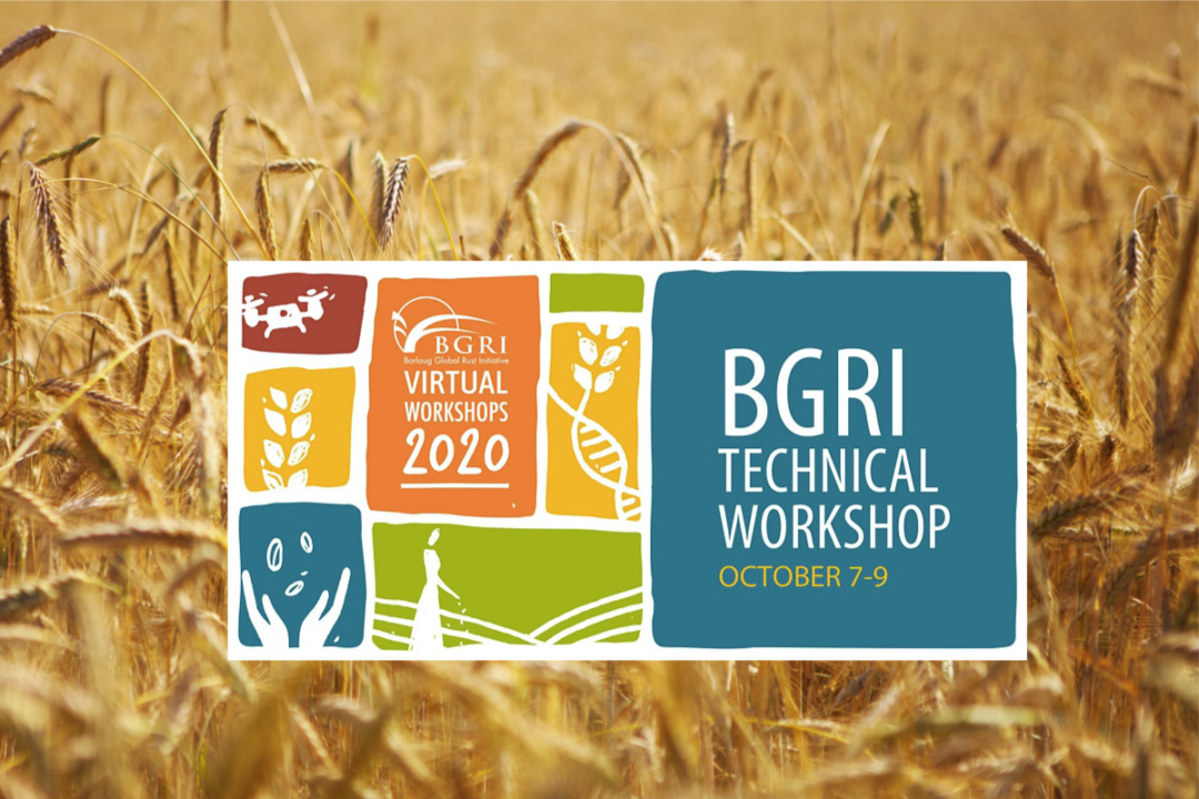 BGRI virtual workshop