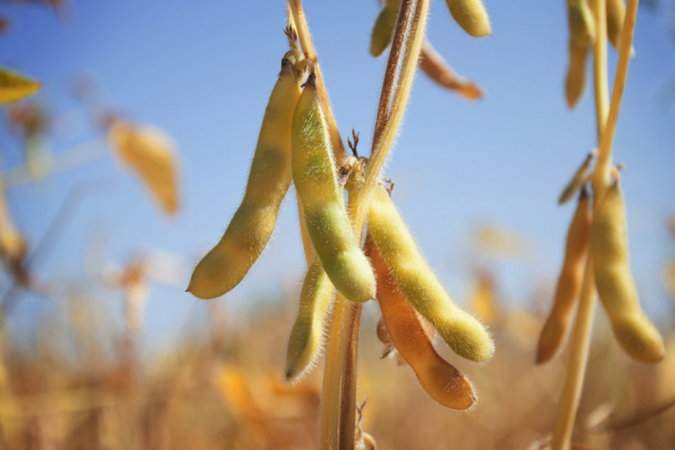 Brazilian soybean production to set record | 2020-08-05 | World Grain