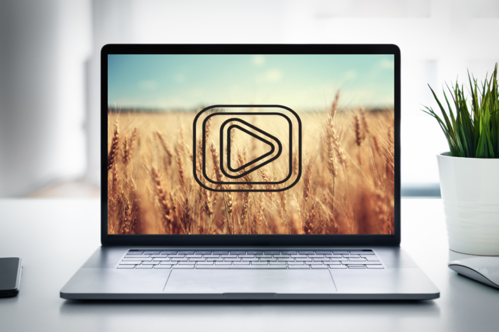 wheat video