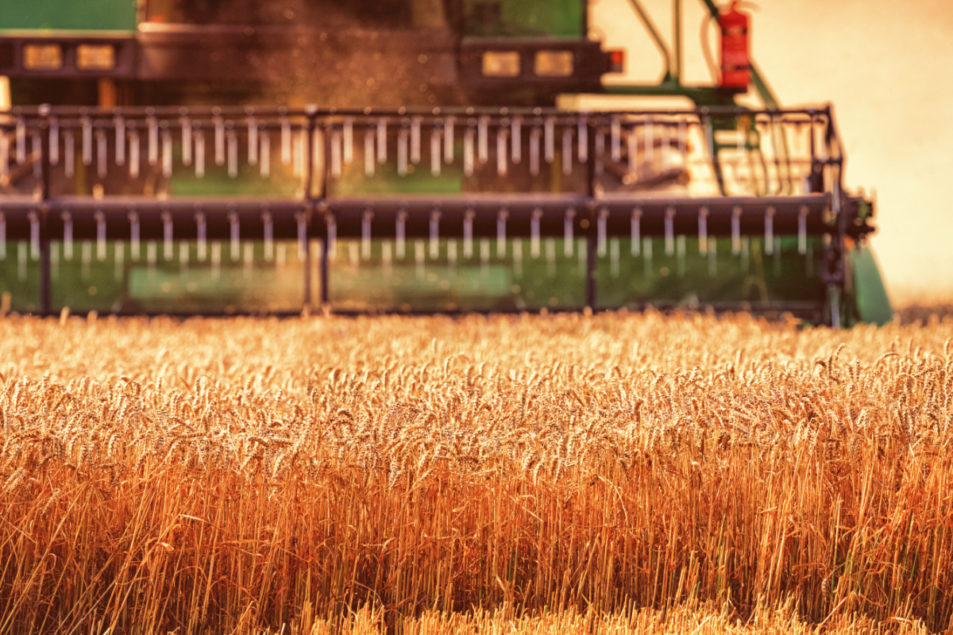 In northern india they harvest their wheat. Урожай пшеницы. Сбор пшеницы. Канзас пшеница. Wheat Mill пшеница.