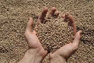 Wheat grain adobestock 86732566 e