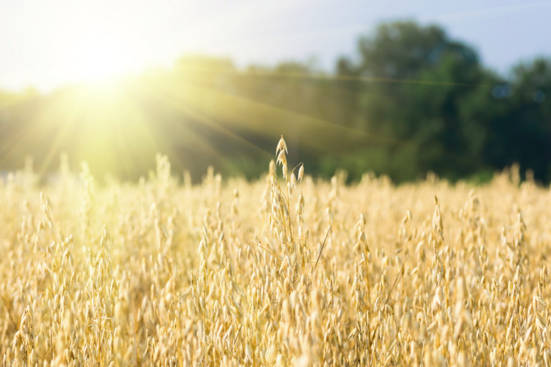 brazil millers oppose sale of gm wheat | 2020-10-15 | world grain