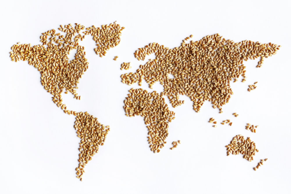 world wheat map