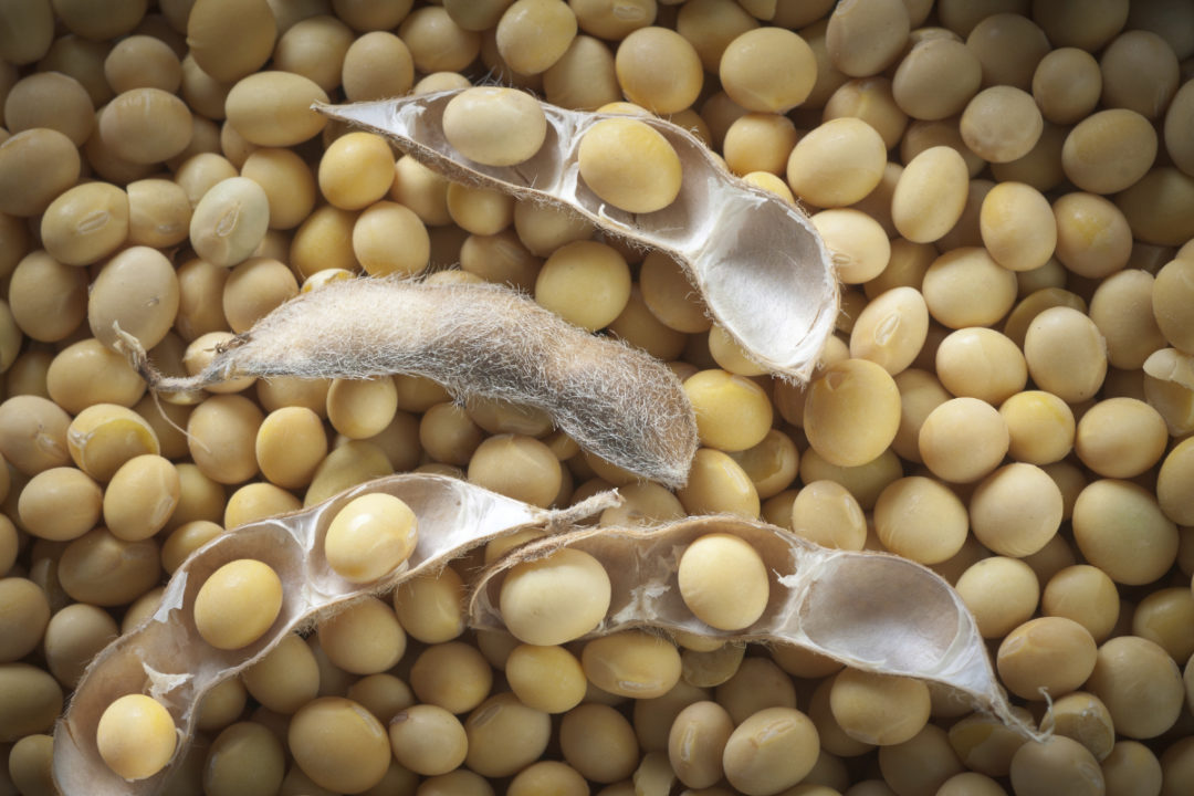 India&#39;s soybean production remains steady | 2020-11-24 | World Grain