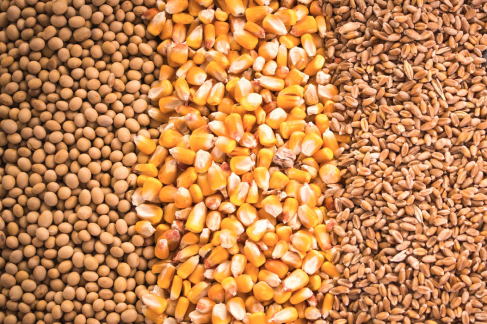 wheat corn soybean