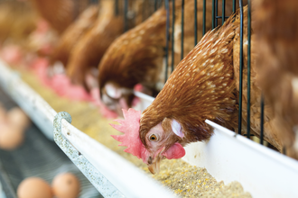 Global feed output rises 1 in 2020 chicken feb e