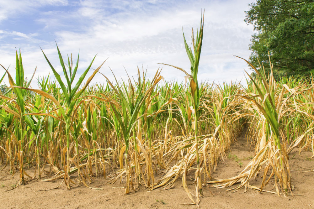 corn growing in dry conditions