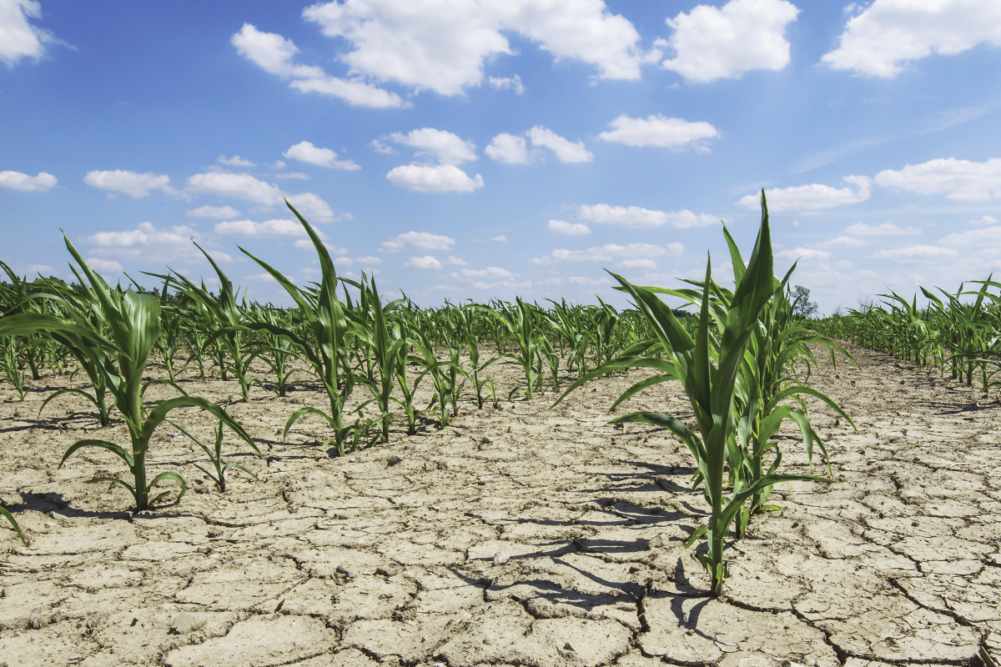 drought dry corn field