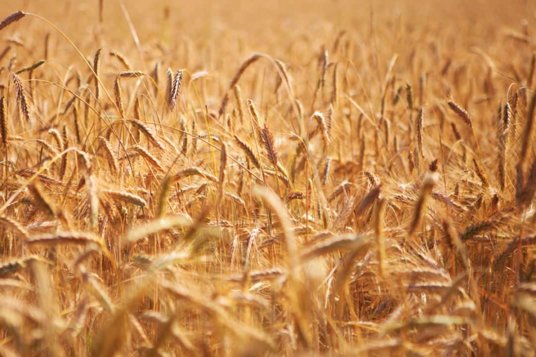 Wheat Wheat Facts