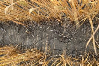 Nawg drought cracks in north dakota wheat crop summer 2021 photo cred nawg