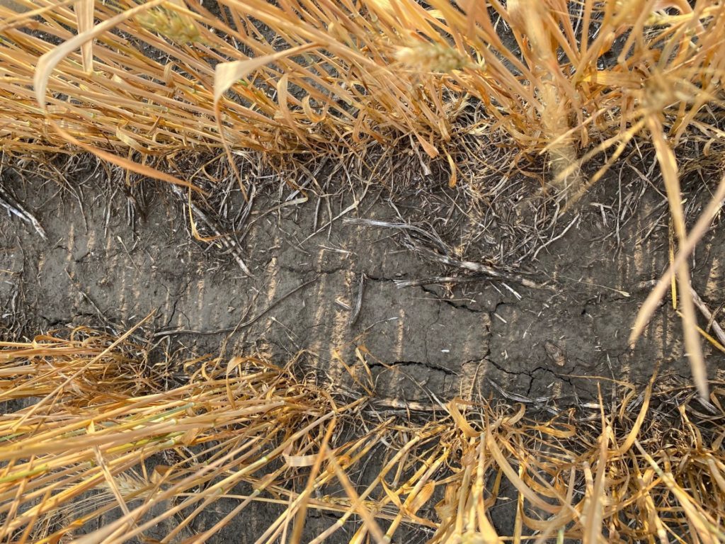 wheat affected drought