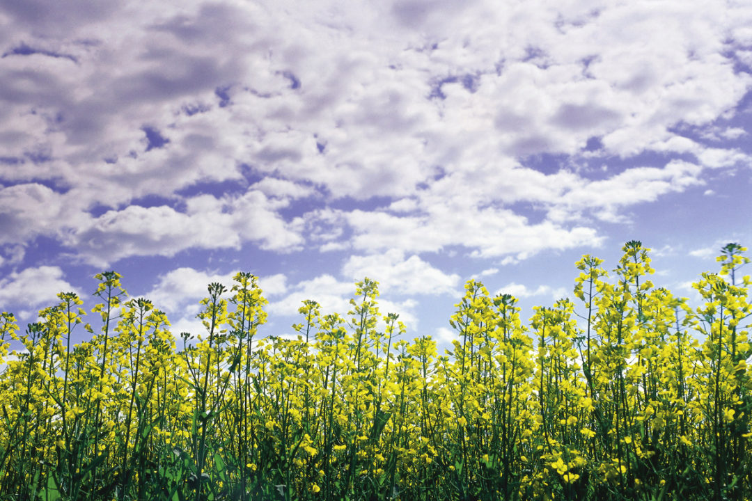 Canola crop affected by drought in Canada