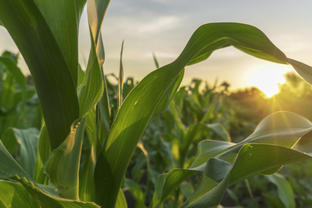 Corn and soybean ratings down slightly from last year, holding steady
