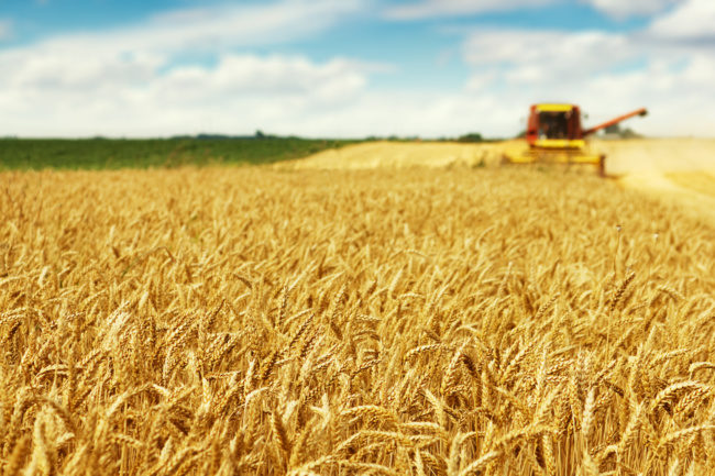 US wheat seeding 2021