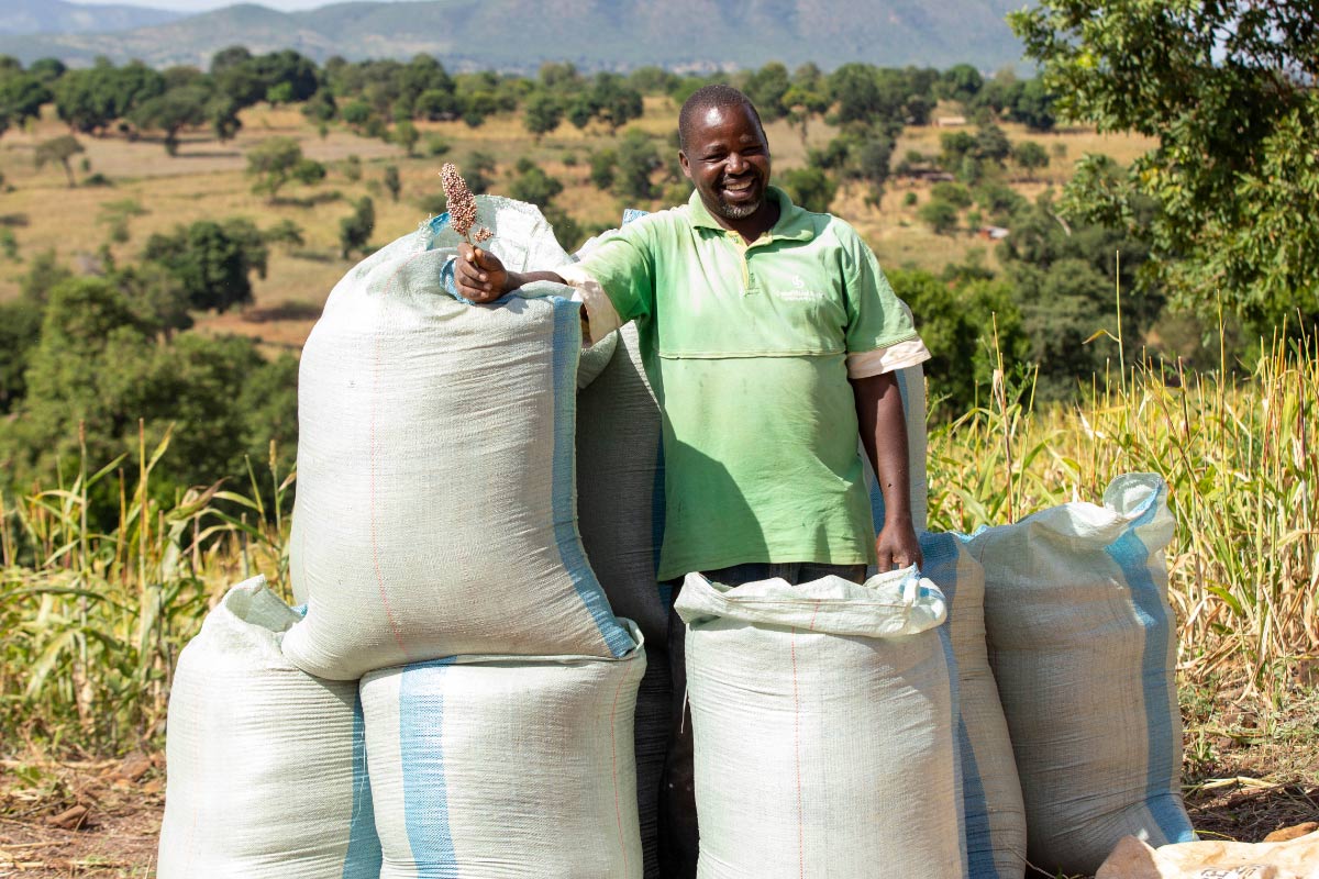 A farmer with bags of freshly threshed sorghum.