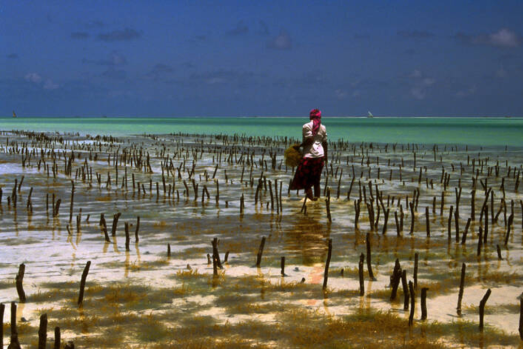 Woman cultivating seaweed on the beach in Tanzania