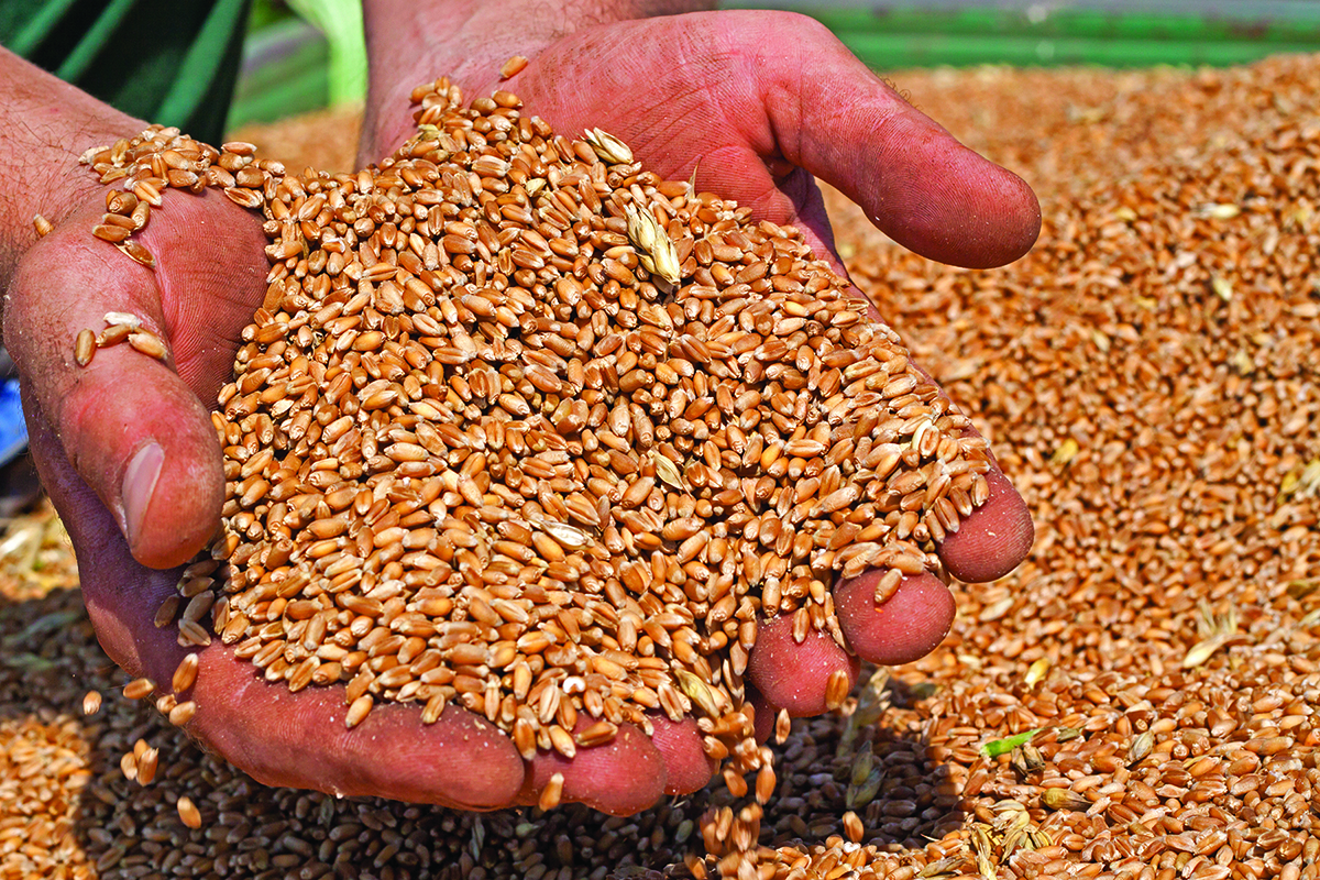 Ukraine grain export
