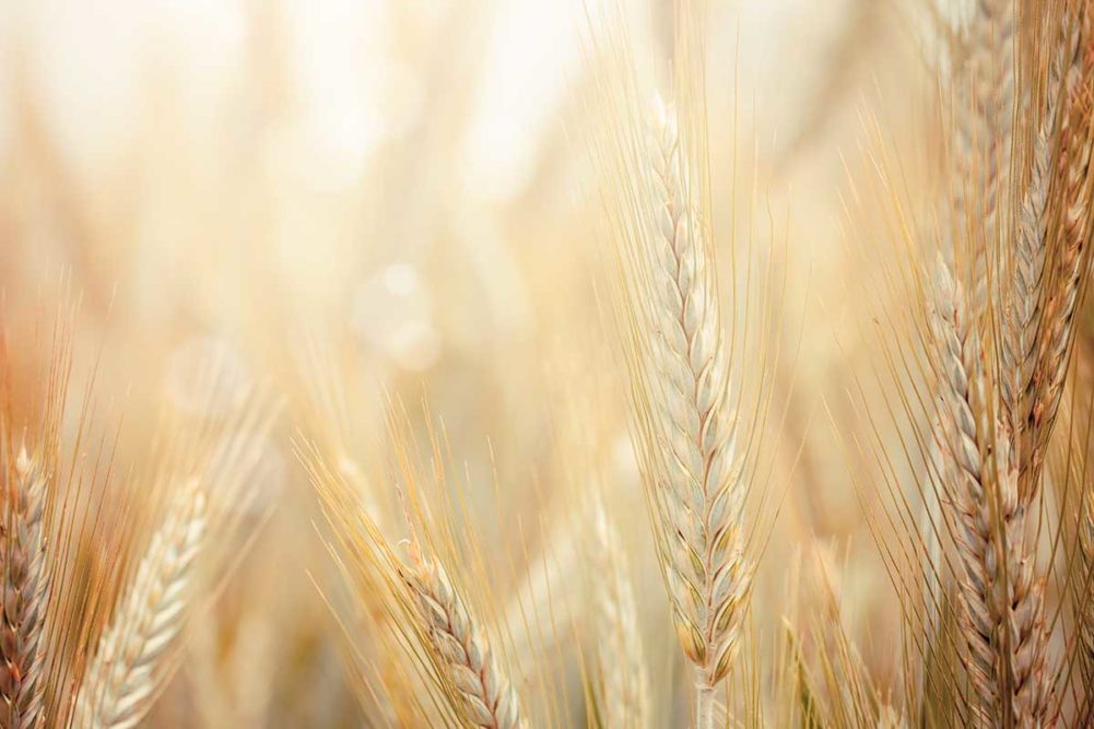 wheat_field_Photo cred Adobe stock_E
