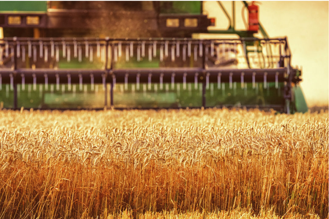 China-wheat.jpg
