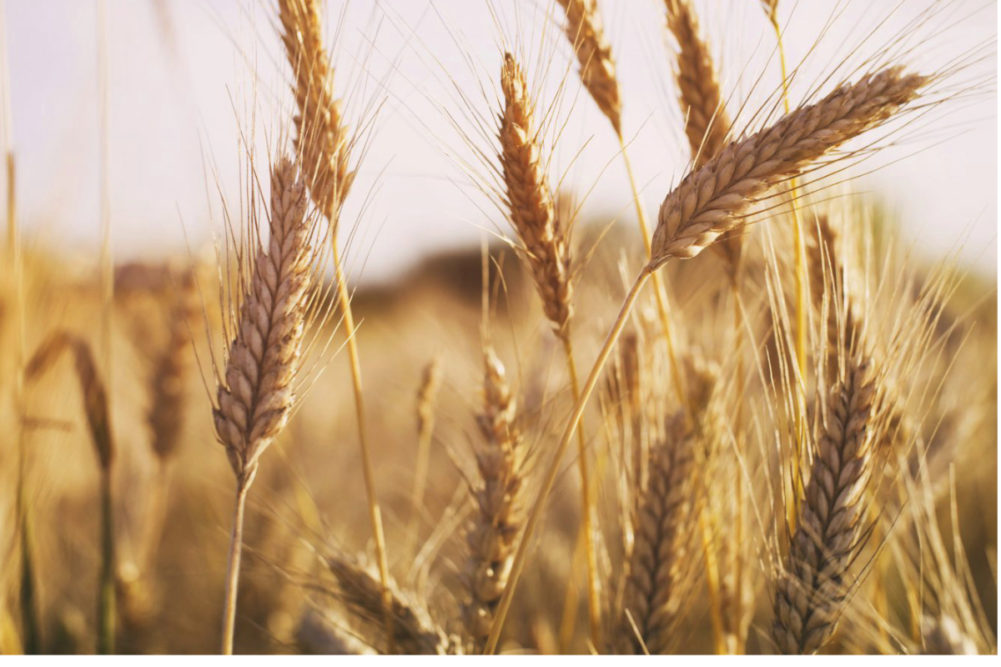 Russian-wheat.jpg